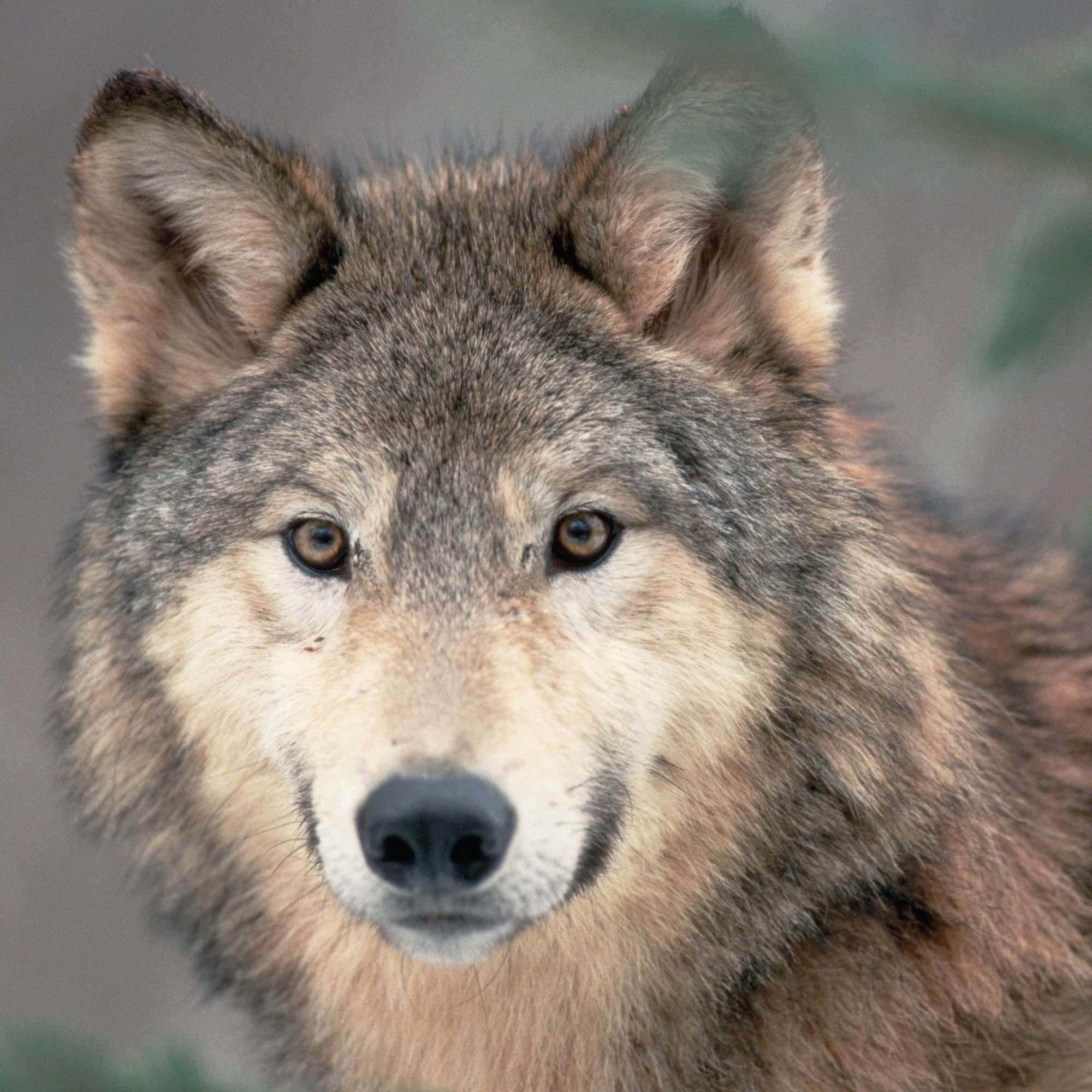 Gray Wolf