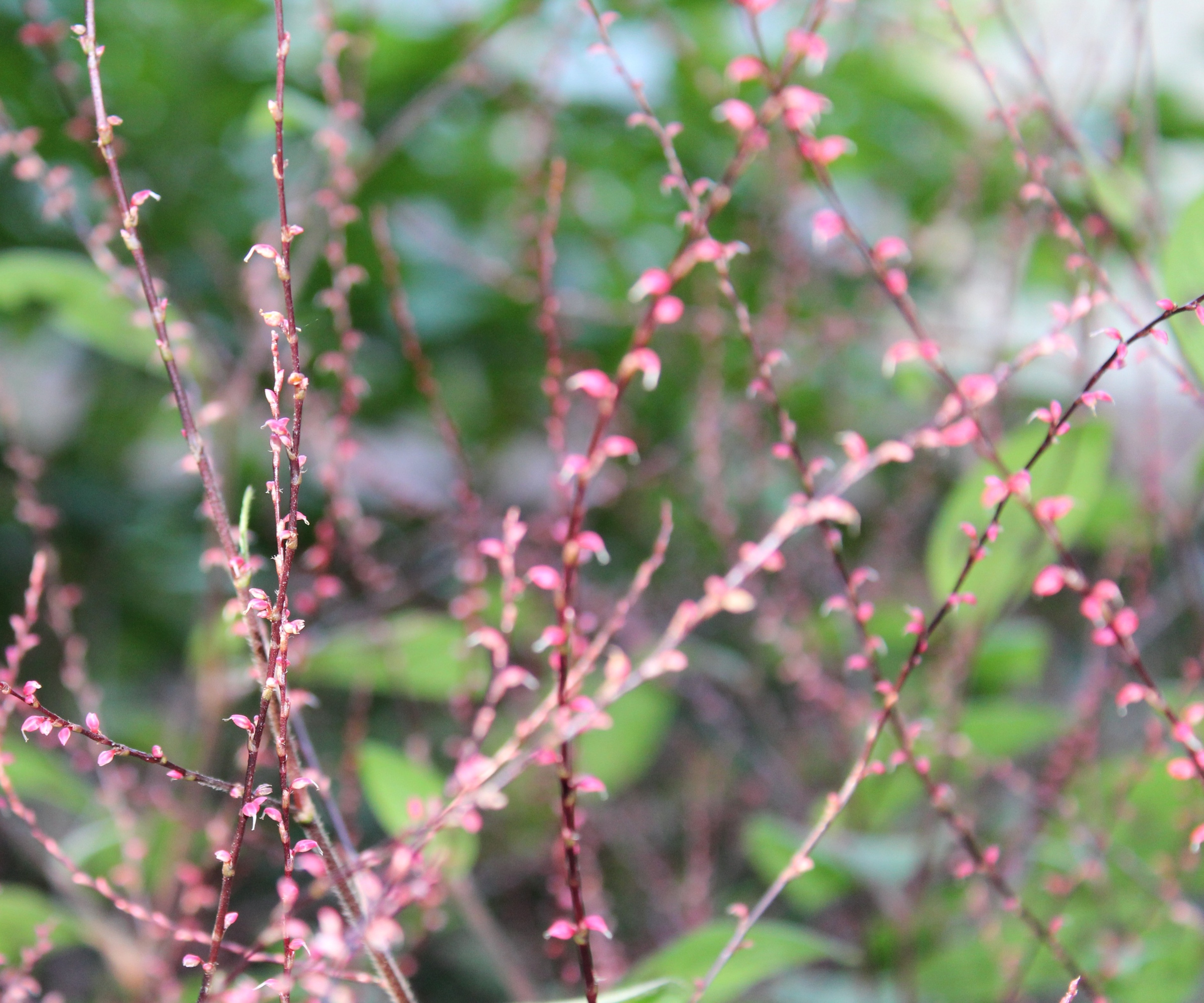 Persicaria virginiana with tiny pink flowers in a sunny garden