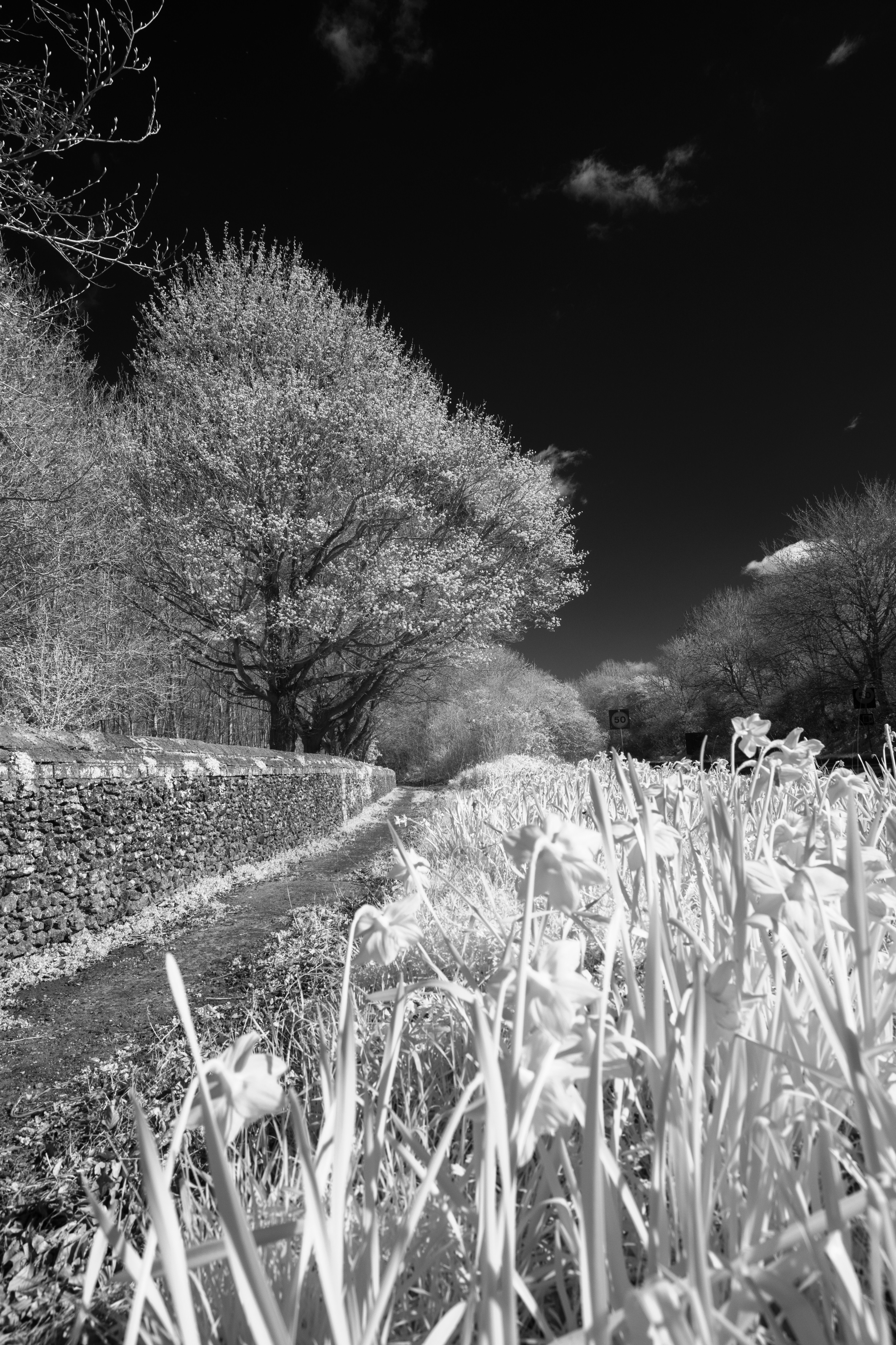 Hoya R72 Infrared Test Shot