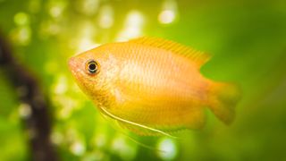 Honey gourami