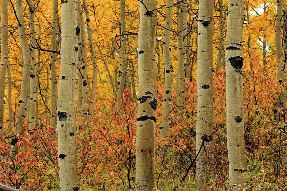 quaking aspen