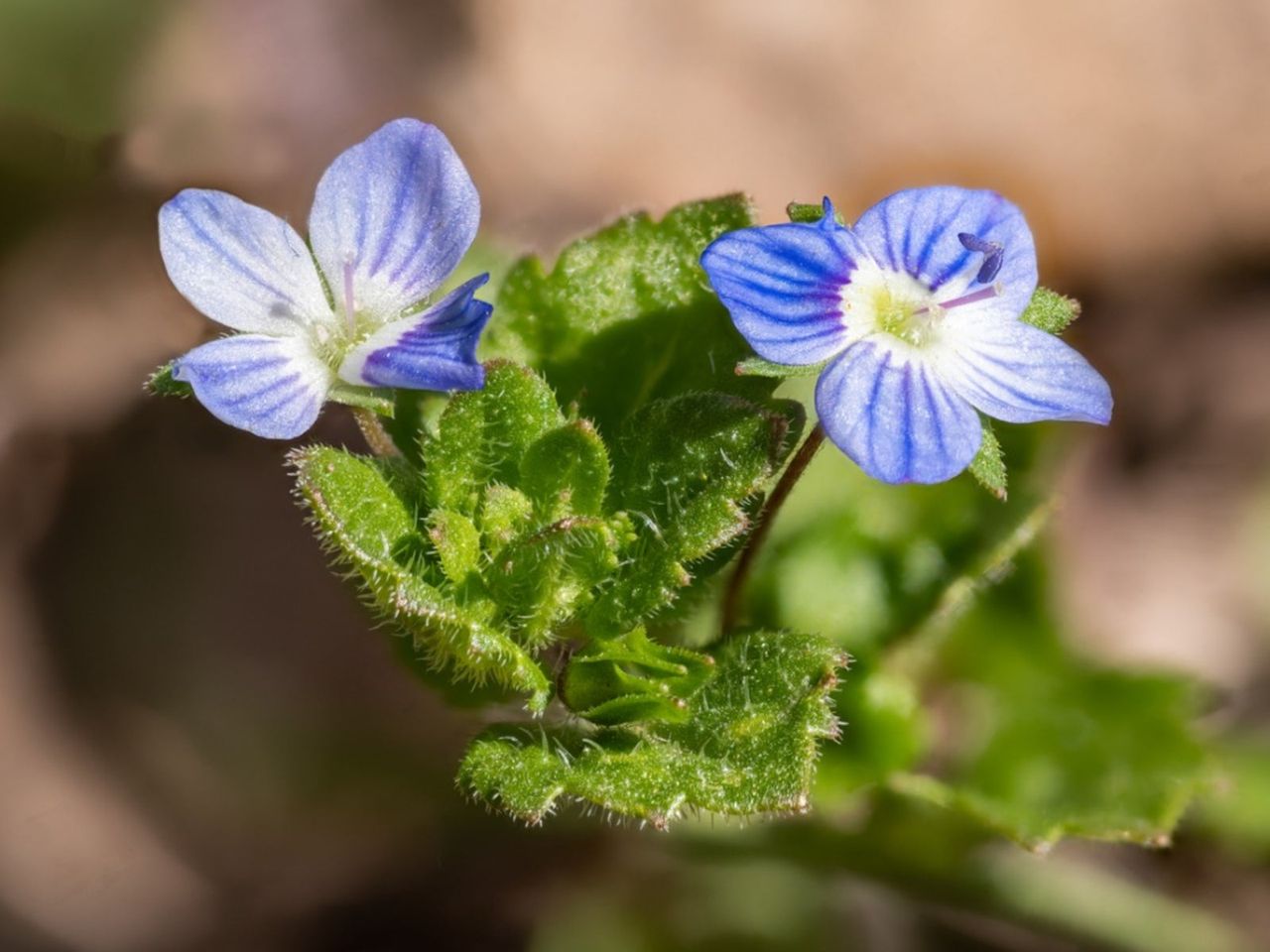 Blue Flowered Speedwell Lawn Weeds