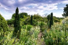 Fastigiate yews anchor the borders — The garden at Serge Hill, home of Kate Stuart-Smith. ©Jason Ingram