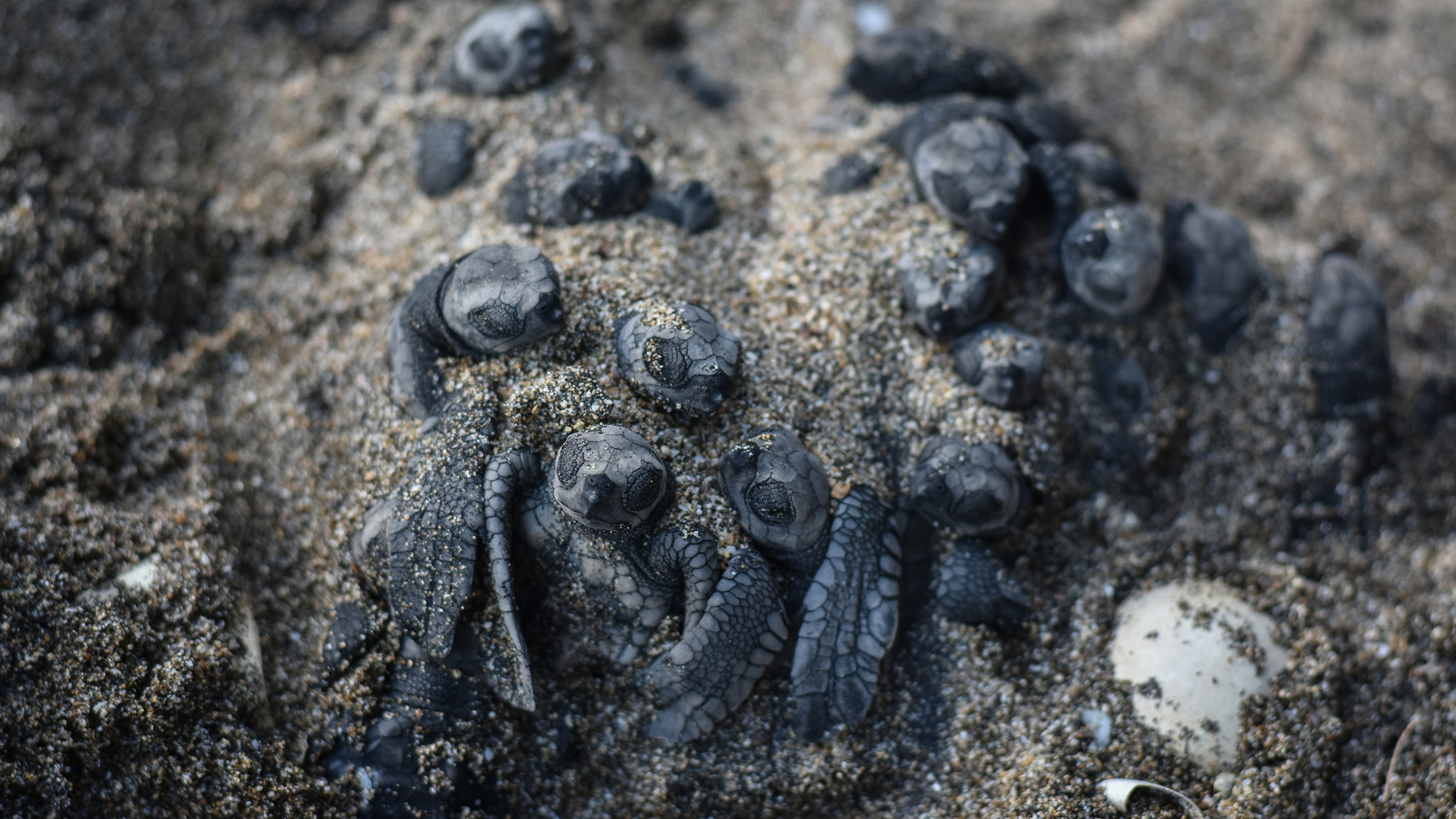 A group of olive ridley sea turtle hatchlings emerge from the sand on Bajulmati Beach in East Java, Indonesia