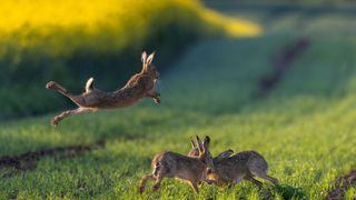 Three rabbits in the grass with one rabbit binkying