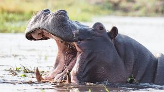 photo of a hippo sticking its head out of the water and mouth wide open