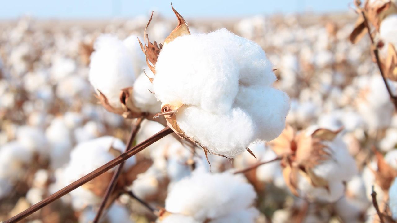 Cotton plant growing in a field