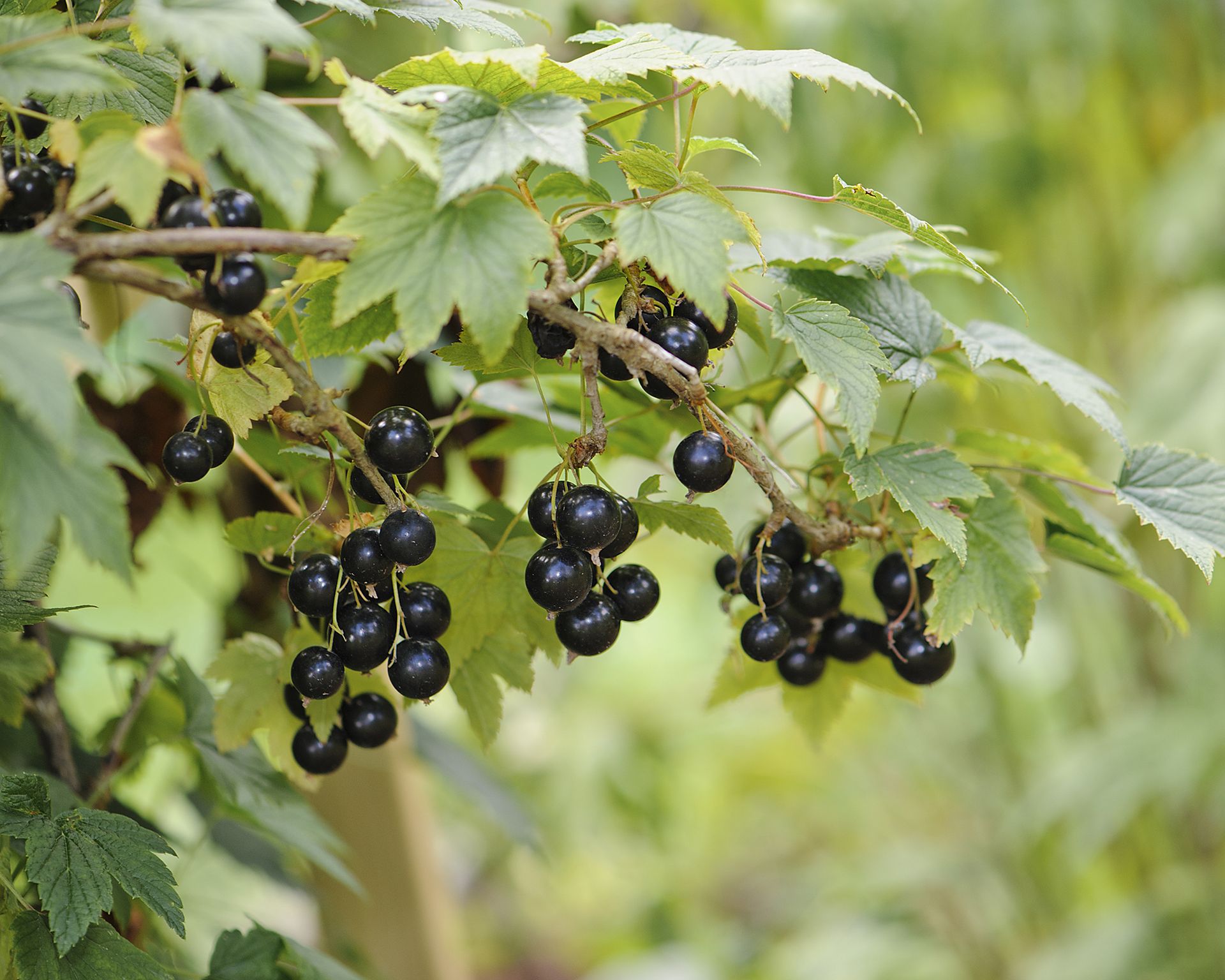 how-to-propagate-blackcurrants-from-hardwood-cuttings-gardeningetc