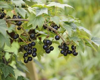 Ripe blackcurrants hanging from a bush.