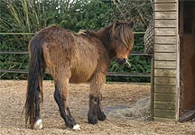 Bodmin-moor-pony.jpg