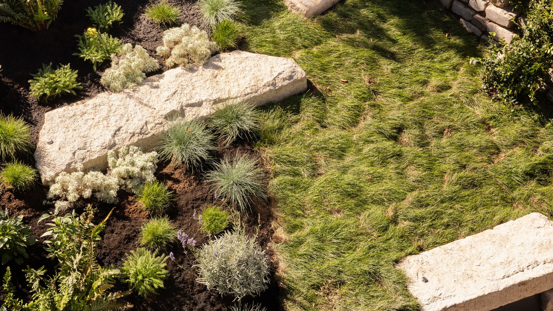 5 Drought-Tolerant Lawn Grasses That Thrive In Dry Conditions | Livingetc