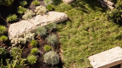 a backyard with tall fescue grasses