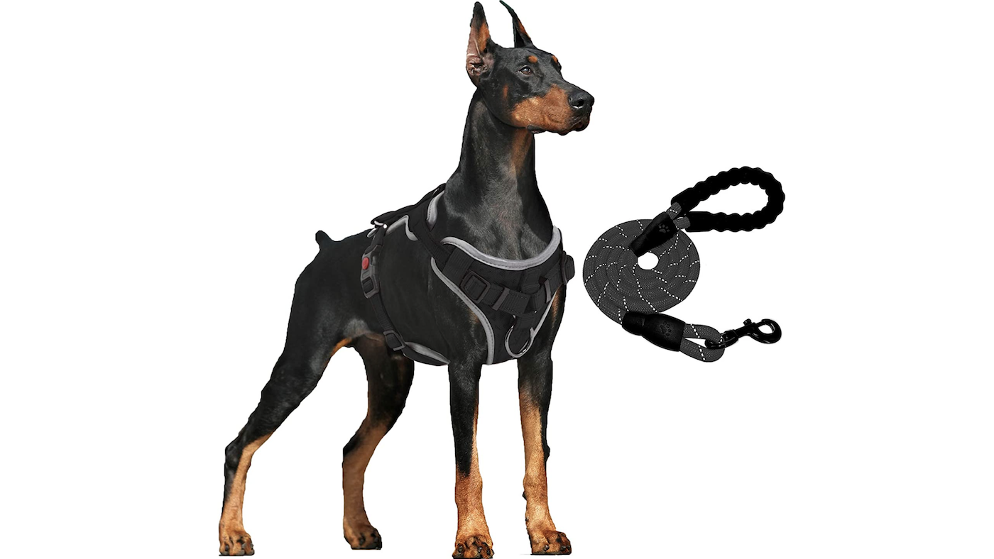 Doberman ready for a walk