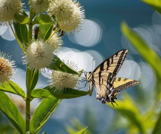 Black and white butterfly on button bush flowers