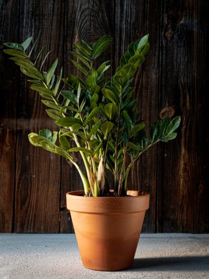 Indoor Shade Houseplant