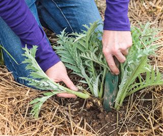 person dividing an artichoke with a trowel