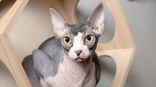 Sphynx cat