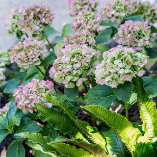 Close up of pale pink hydrangeas and ferns. Garden redesign of a small city garden in London, owned by Rosie Money-Coutts.