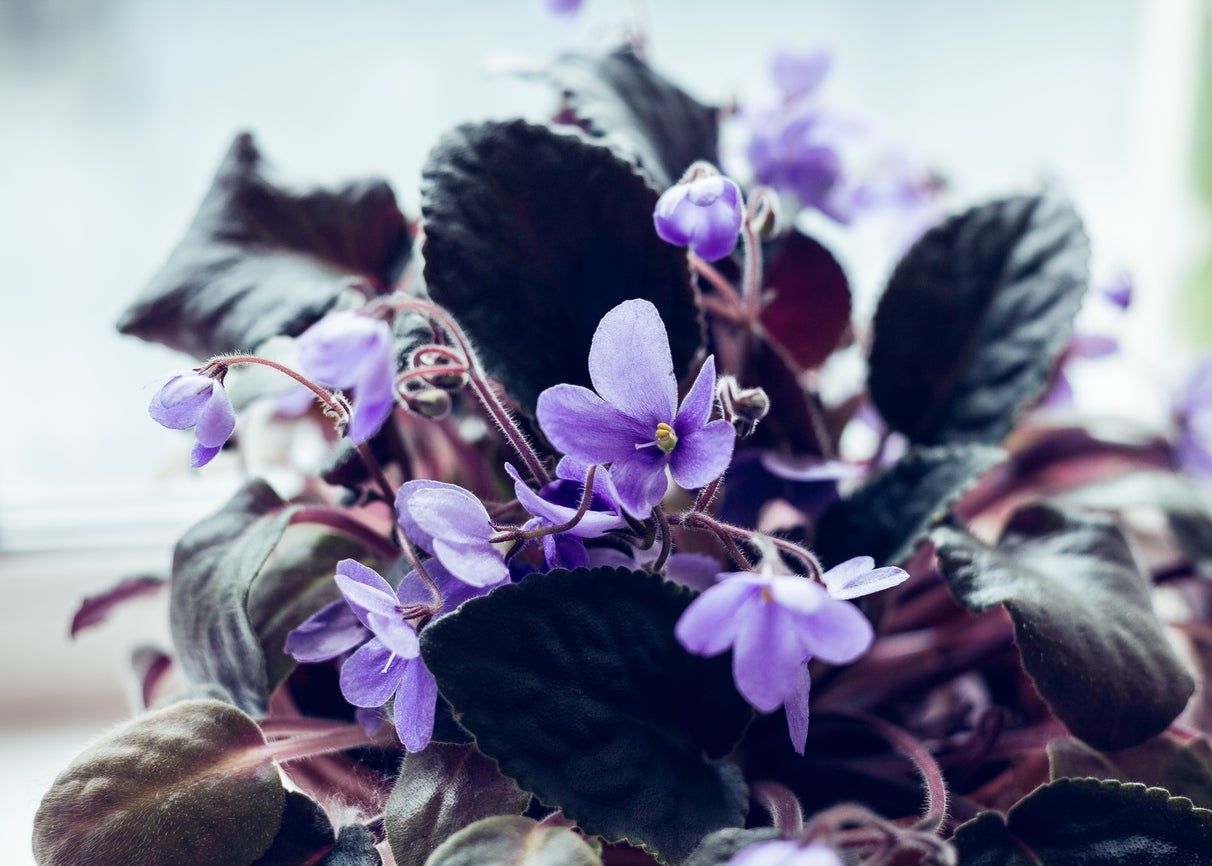 Fertilized African Violet