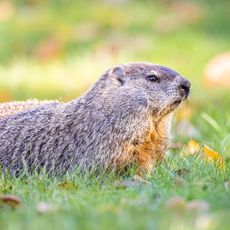 Groundhog standing in grass looking off into distance