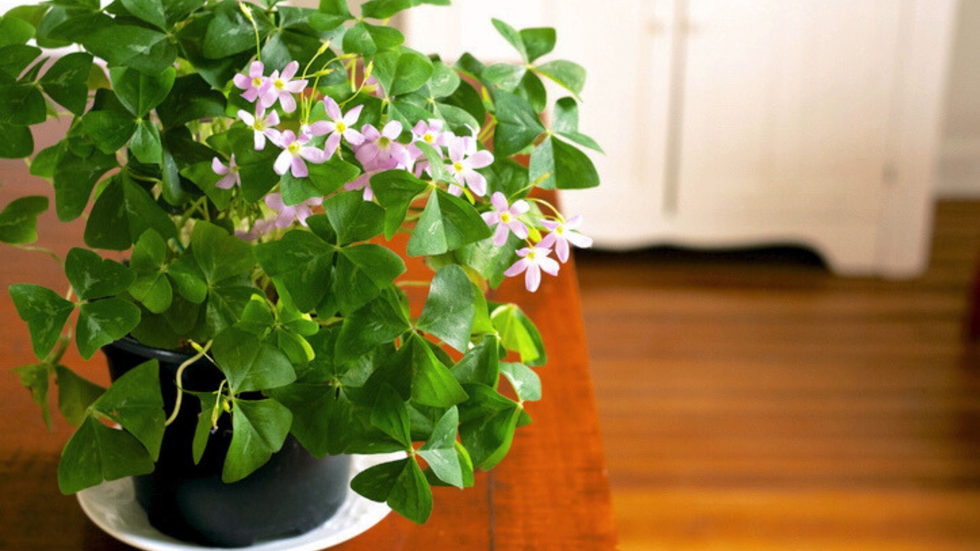 Growing Oxalis Houseplant - Tips On Caring For Shamrock Plants | Gardening Know How