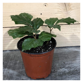 An arizona grape ivy plant in a pot