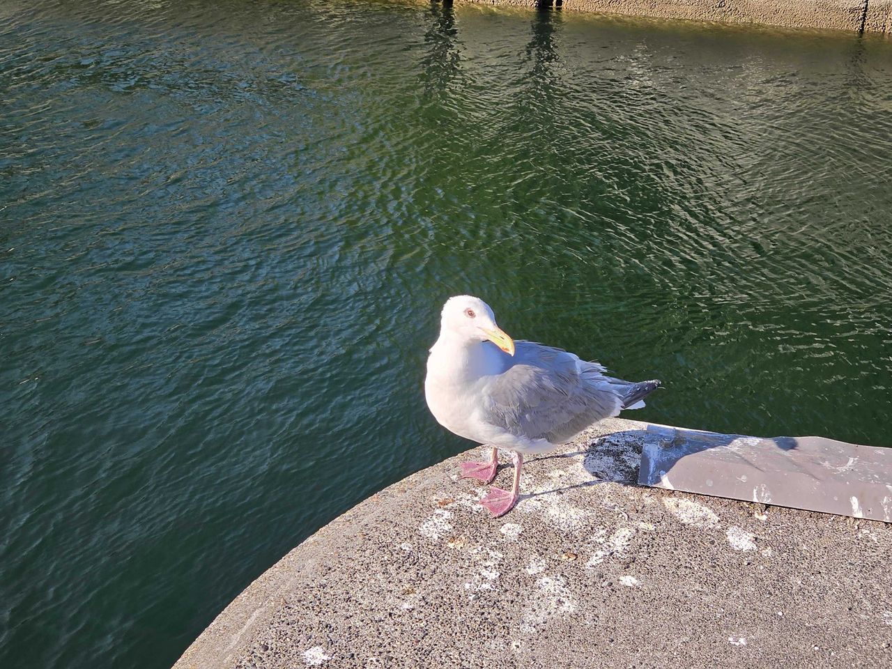 A seagull