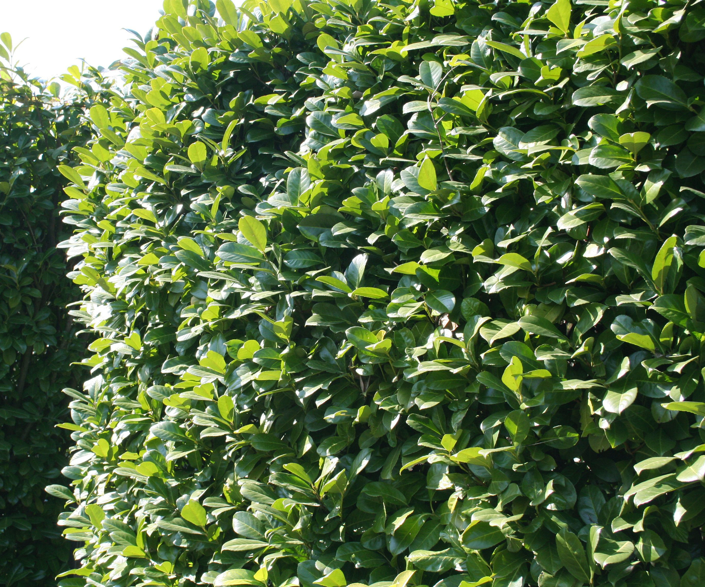 close up of English laurel hedge