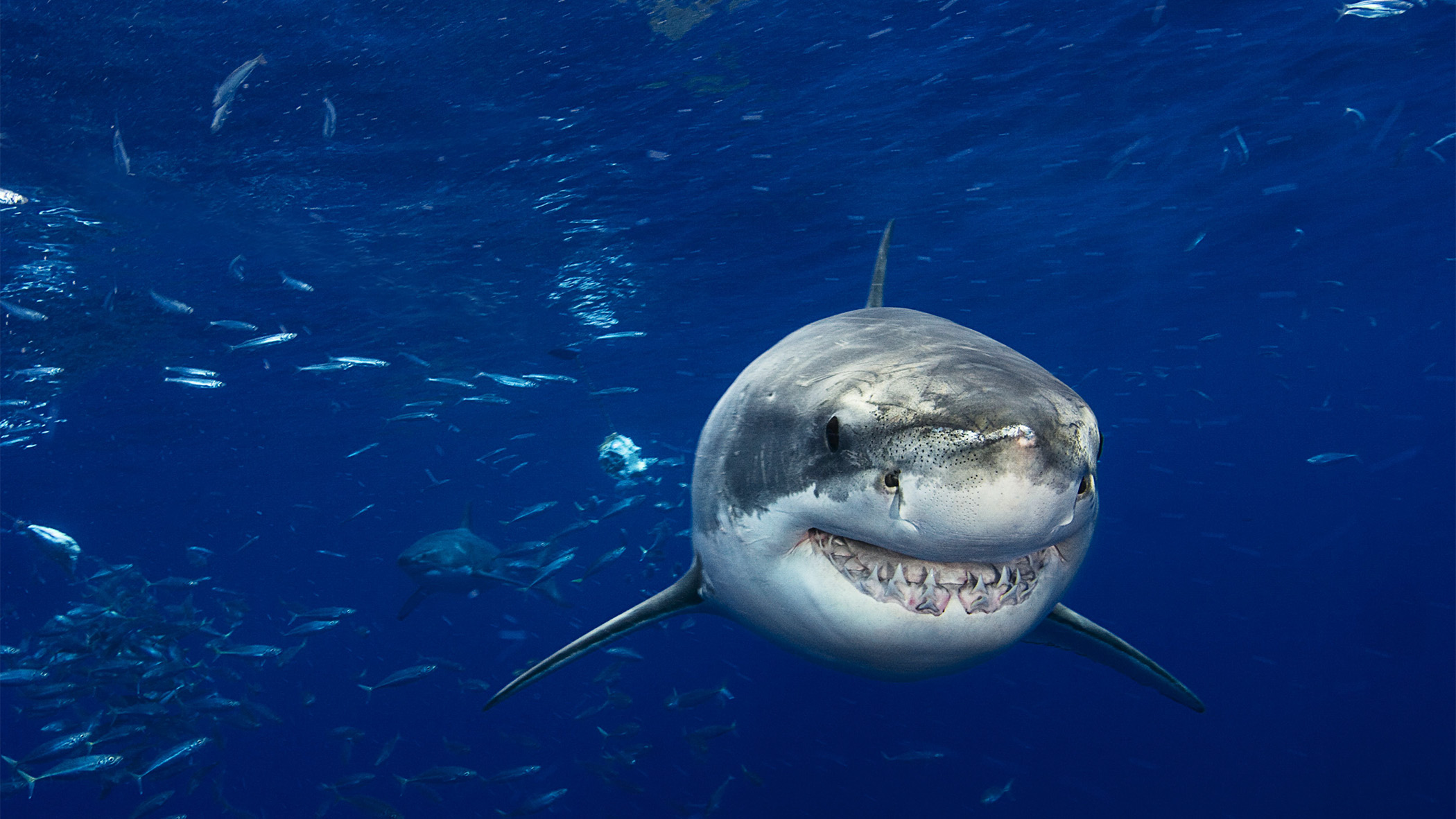 Great white shark.