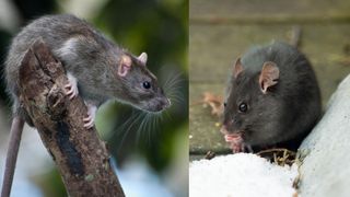 Two pictures, one of a brown rat and the other of a black rat, facing each other.