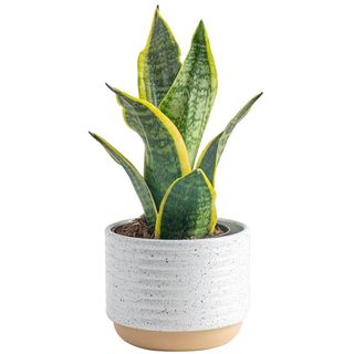 Costa Farms Snake Plant, Easy Care Live Indoor Plant in Décor Planter, Beautiful Clean Air Purifying Houseplant, Boho Home and Room Décor, Housewarming Gift, 8-Inches Tall
