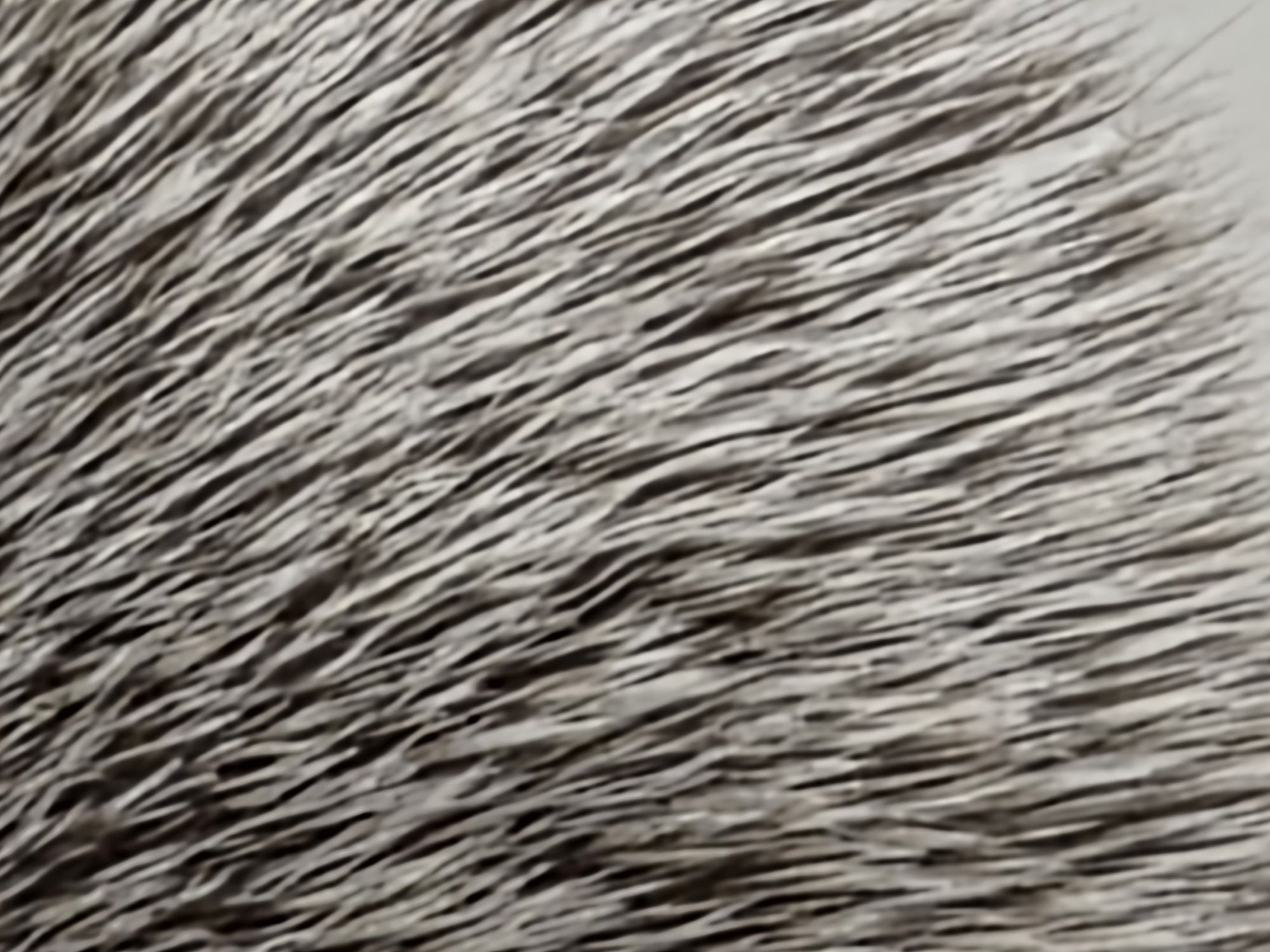 Galaxy S26 Ultra 100x sample.