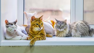 Mixed breeds group of cats on windowsill