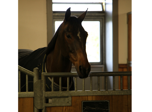 Behind the scenes with Olympic champion Steve Guerdat