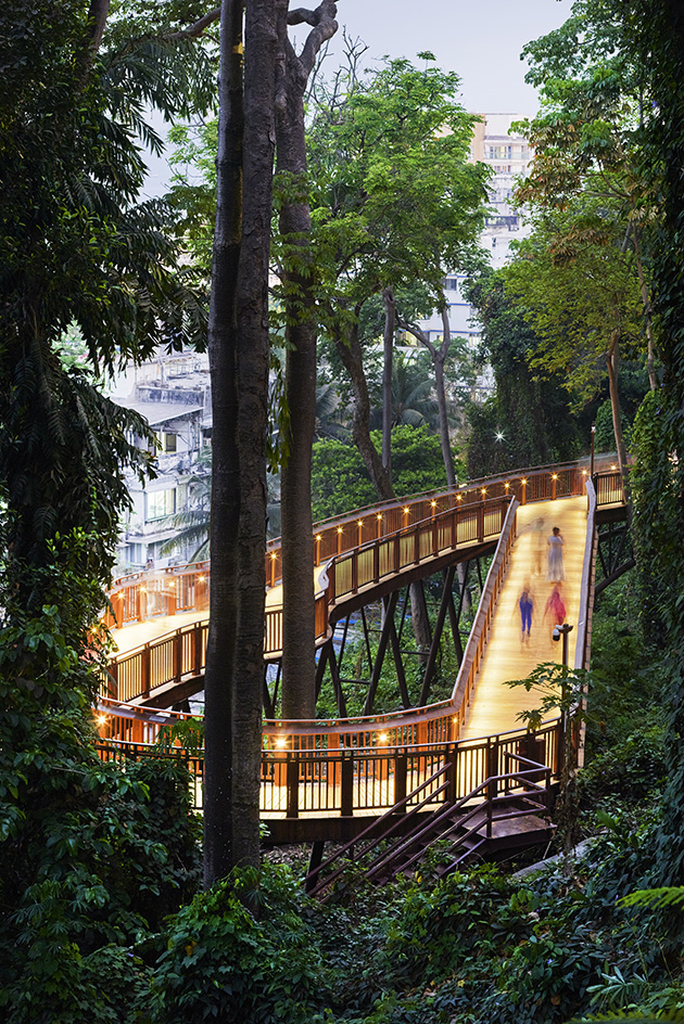Malabar Hill's forest trail, an elevated timber walkway among trees