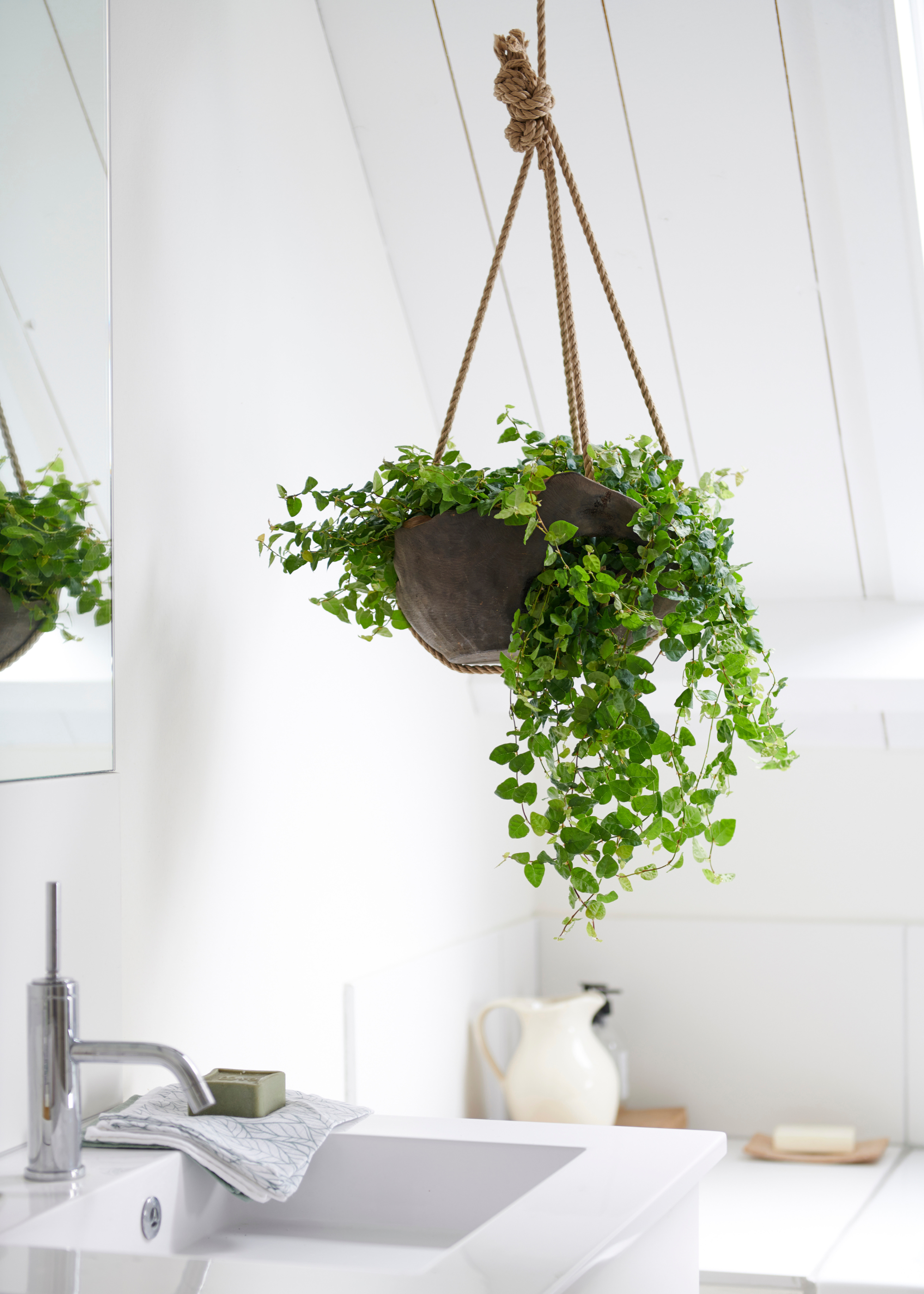 A hanging ficus pumila in a white bathroom above a sink