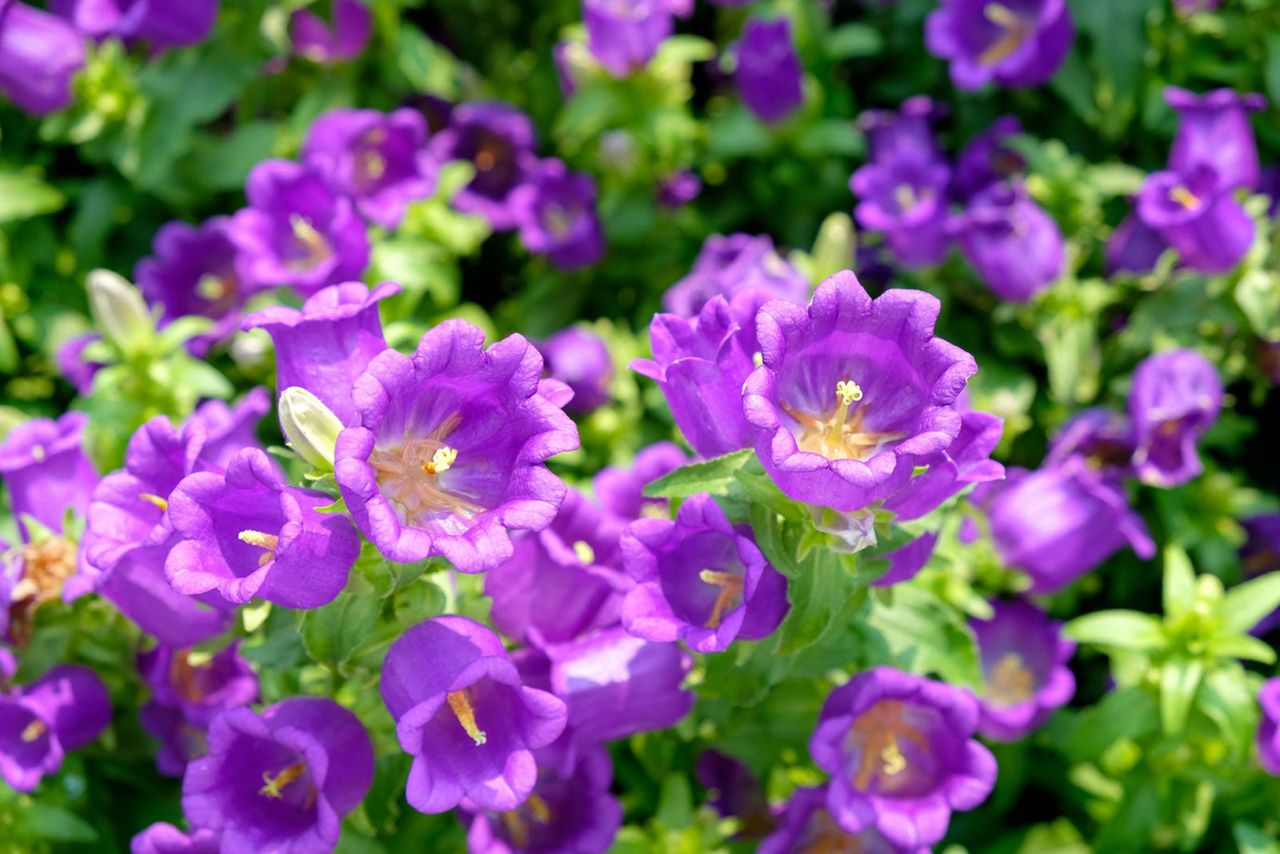 Purple Canterbury Bells