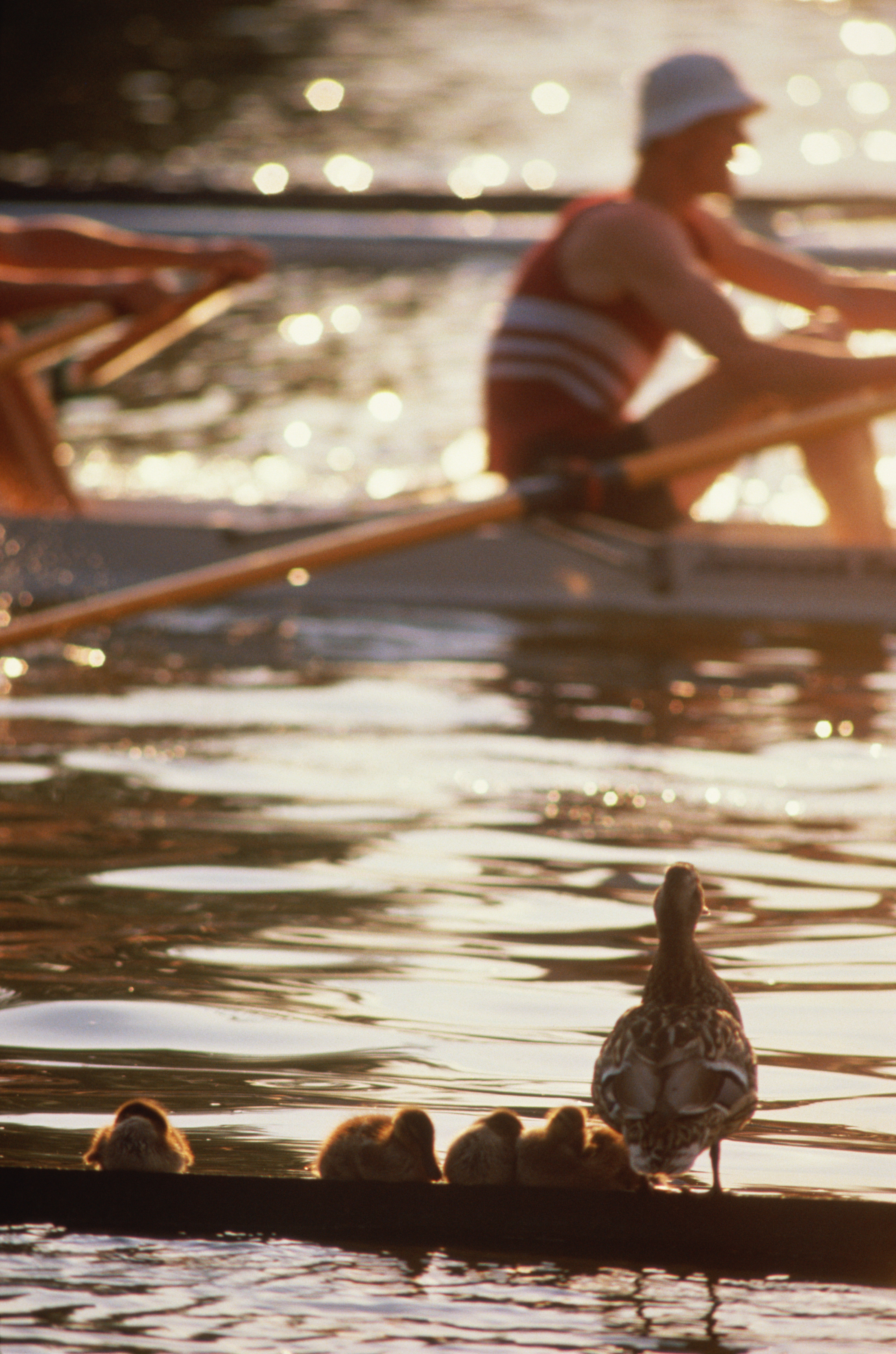 Duck and chicks watching Regatta boat race