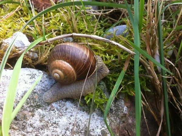 There were lots of snails out on course