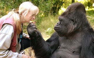 Francine Patterson taught Koko to sign when the gorilla was only 1 year old.