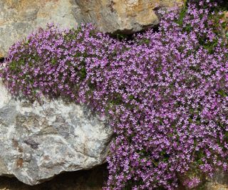 Flowers mauve pink Saponaria ocymoides in stony or rocky area