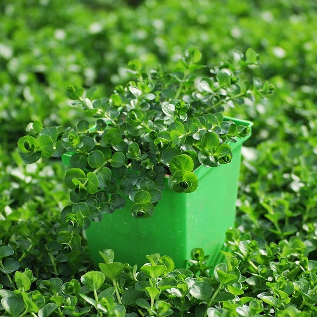 Best Cascading Flowers for Window Boxes β 6 Blooms That Will ...