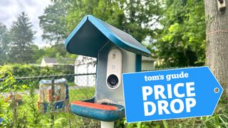 Bird Buddy shown in backyard