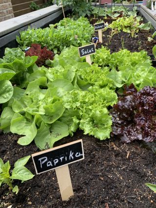 A raised bed with lettuce growing in soil