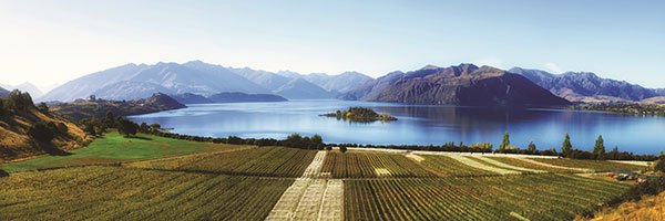 New Pastures for New Zealand Sauvignon - Rippon
