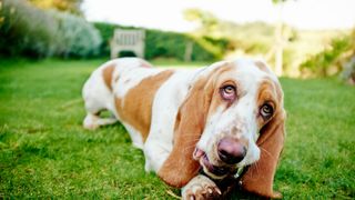 Basset hound chewing on snack in grass