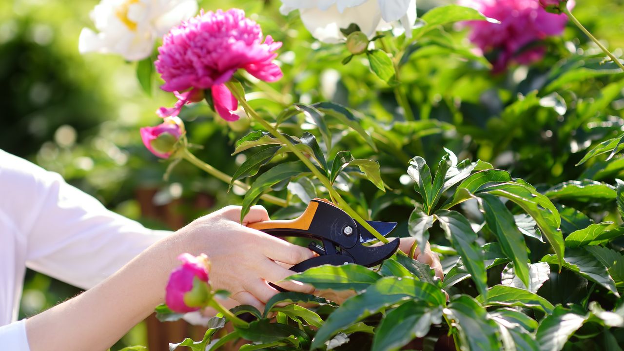 Woman&#039;s hands pruning peonies