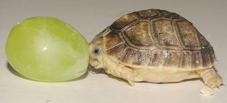 tiny-tortoise-grape-110412-02