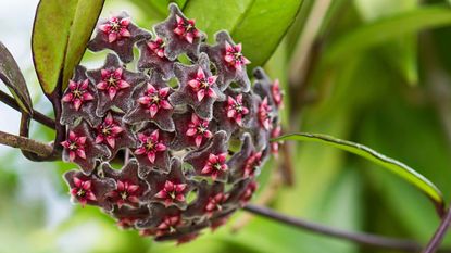 Hoya plant