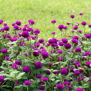 Outsidepride Purple Gomphrena Globosa Plant Flower Seed